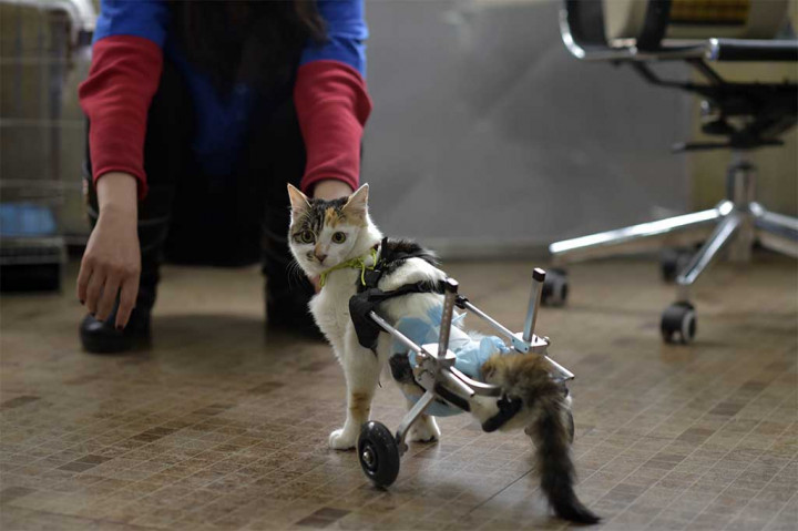 840+ Kursi Roda Kucing HD Terbaik