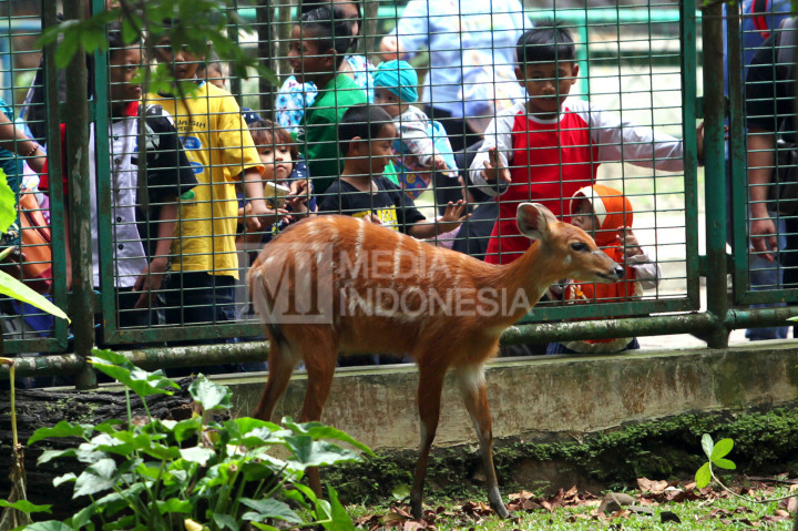 Libur Sekolah, Pengunjung Ragunan Capai 50 Ribu Orang
