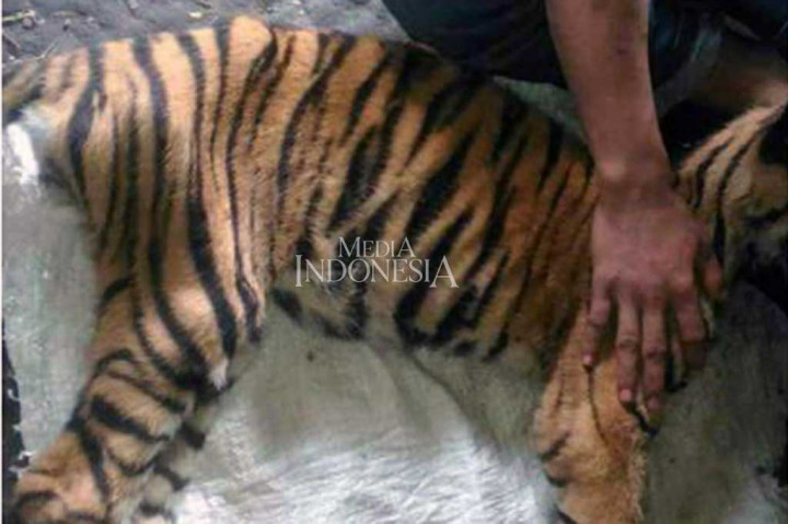 Unduh 9600 Koleksi Gambar Harimau Sakit  