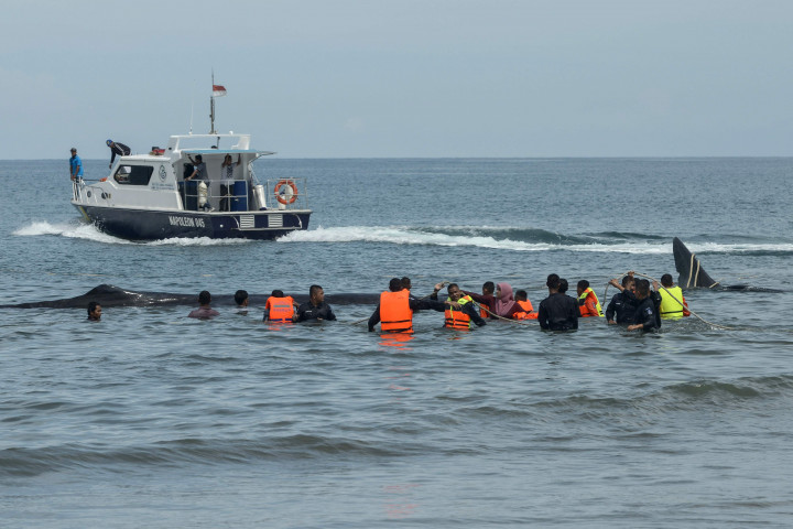 10 Ekor Paus Terdampar Di Pantai Aceh