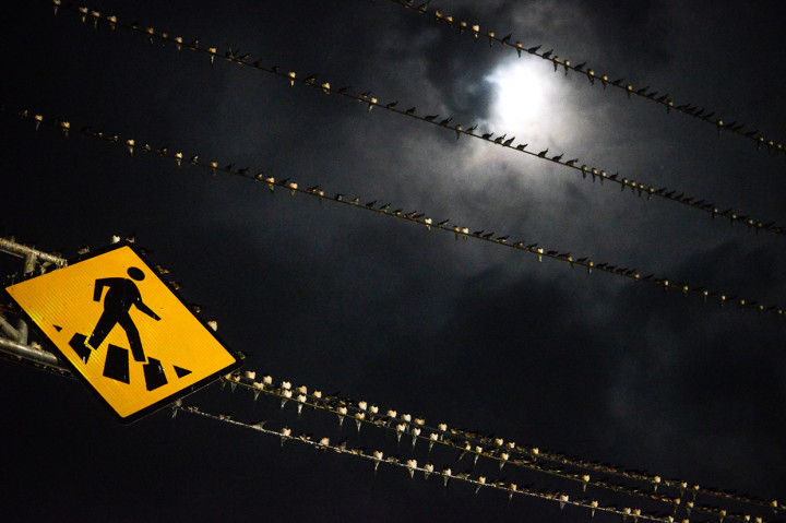 Koloni Burung Layang Layang Asia Bermigrasi Ke Indonesia