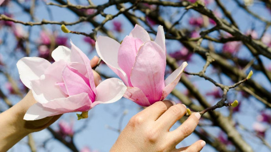 Manfaat Ekstrak Magnolia untuk Kulit Awet Muda