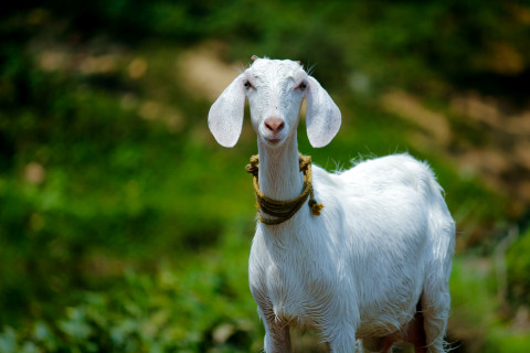 Kenali 5 Manfaat Mengonsumsi Susu Kambing untuk Kesehatan