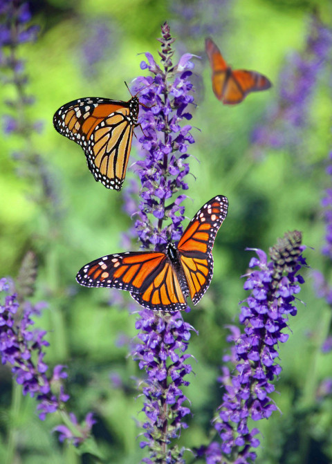 Manfaat Lavender untuk Kenyamanan Rumah