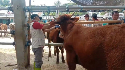 Sidak Hewan Kurban di Blitar, Petugas Temukan 4 Sapi Terjangkit Penyakit LSD