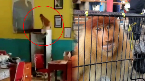 Bikin Heboh! Seekor Bekantan Acak-acak Kantor Ponpes Darul Amin Sampit