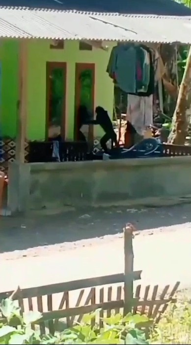 Bikin Geger! Kawanan Lutung di Lebak Serbu Permukiman Warga