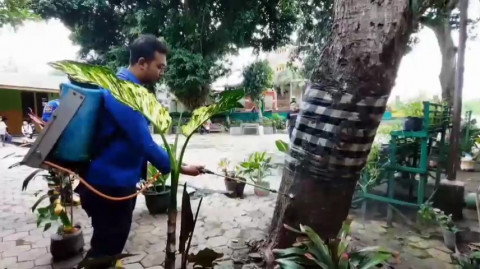 Ulat Bulu Teror Madiun, Puluhan Siswa Dilanda Gatal-gatal