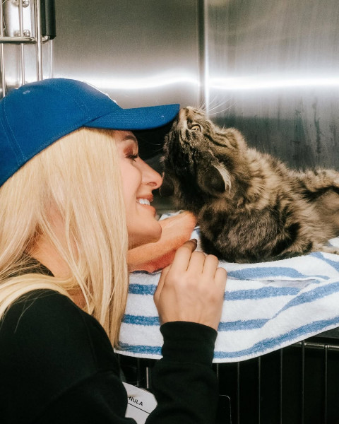 Tersentuh! Paris Hilton Jadi Relawan di Shelter Hewan Korban Kebakaran LA