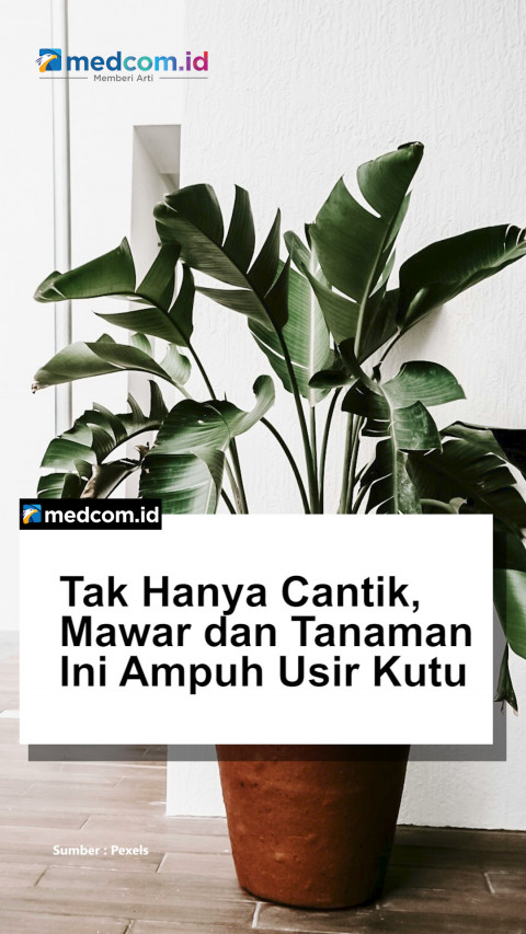 Tak Hanya Cantik, Mawar dan Tanaman Ini Ampuh Usir Kutu