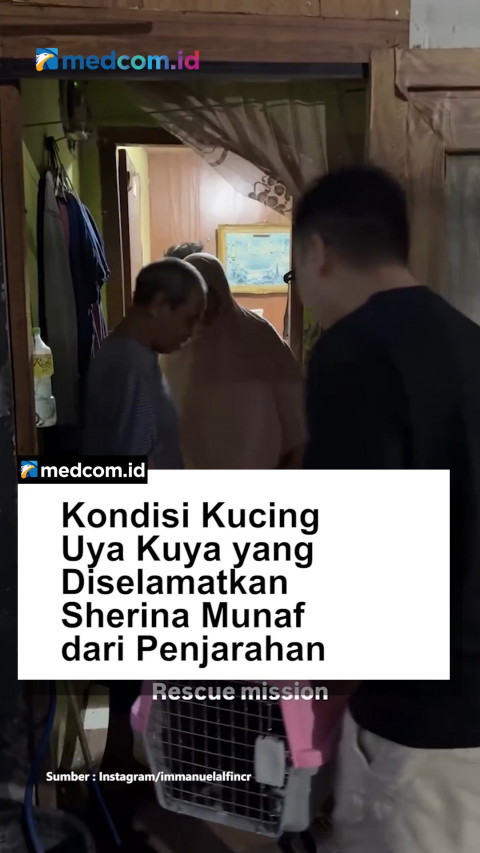 Kondisi Kucing Uya Kuya yang Diselamatkan Sherina Munaf dari Penjarahan