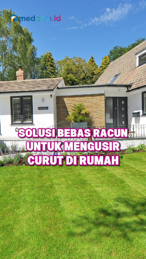 Solusi Bebas Racun untuk Mengusir Curut di Rumah