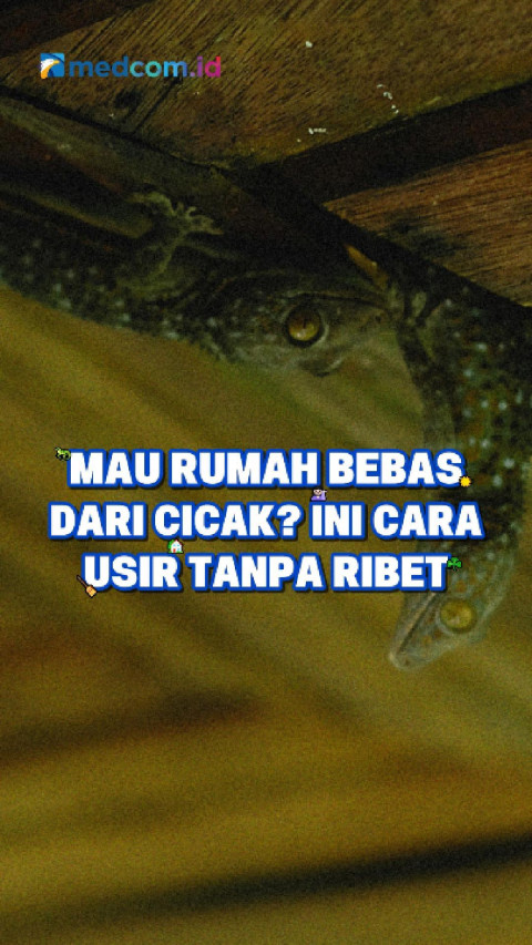 Mau Rumah Bebas dari Cicak? Ini Cara Usir Tanpa Ribet
