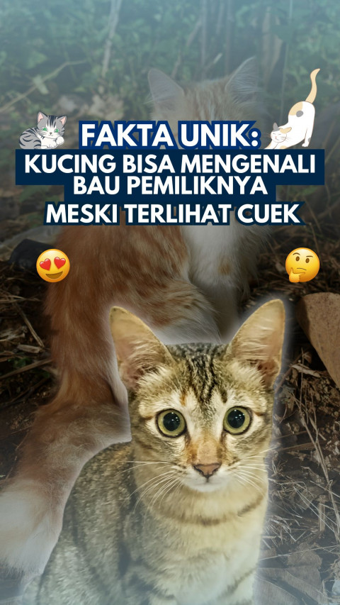 Fakta Unik: Kucing Bisa Mengenali Bau Pemiliknya Meski Terlihat Cuek