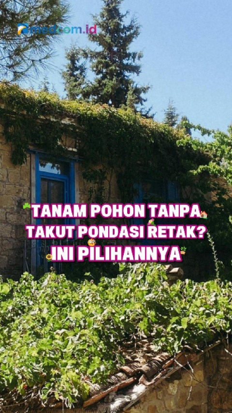 Tanam Pohon Tanpa Takut Pondasi Retak? Ini Pilihannya