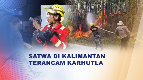 Karhutla Mengancam Habitat Satwa di Kalimantan