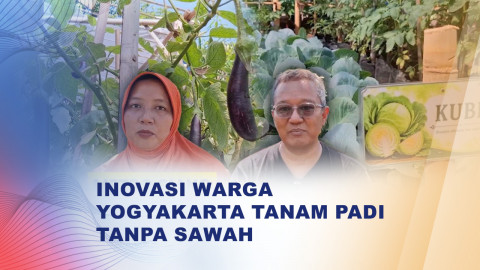Warga Yogyakarta Coba Tanam Padi di Galon Bekas