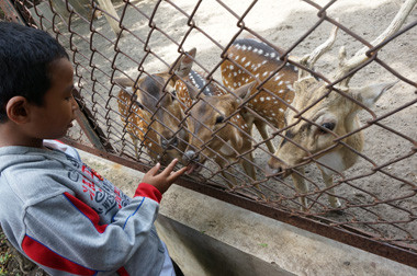 Akibat Berkelahi, Seekor Rusa Mati di KBS