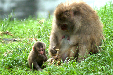 Seekor Kera Jepang Lahir di KBS