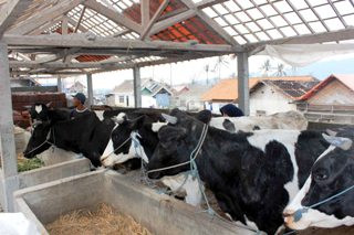 Pemerintah Impor 278.000 Sapi di Kuartal Kedua