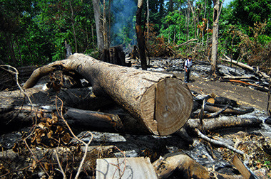 Gubernur Riau akan Temui Tersangka Perambahan Hutan