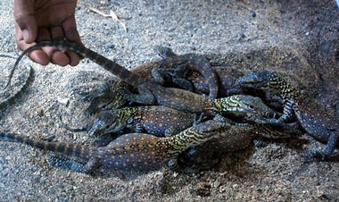 17 Bayi Komodo Menetas di KBS