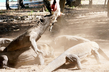 Telur Komodo Menetas di KBS