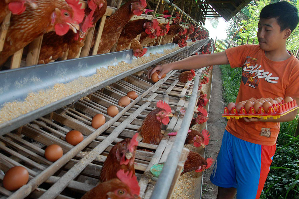 Harga Telur Ayam Naik