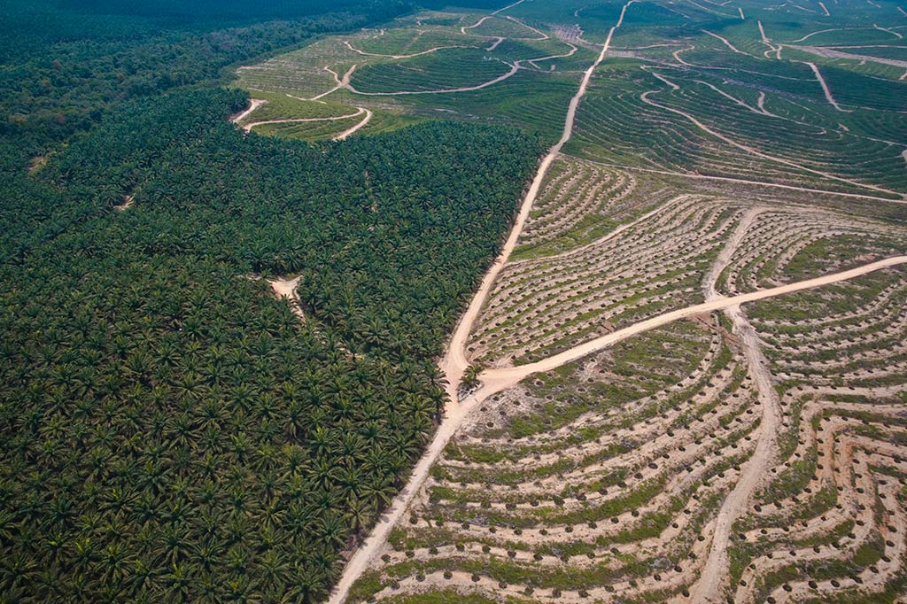 Penerapan Sertifikasi Sawit Berkelanjutan