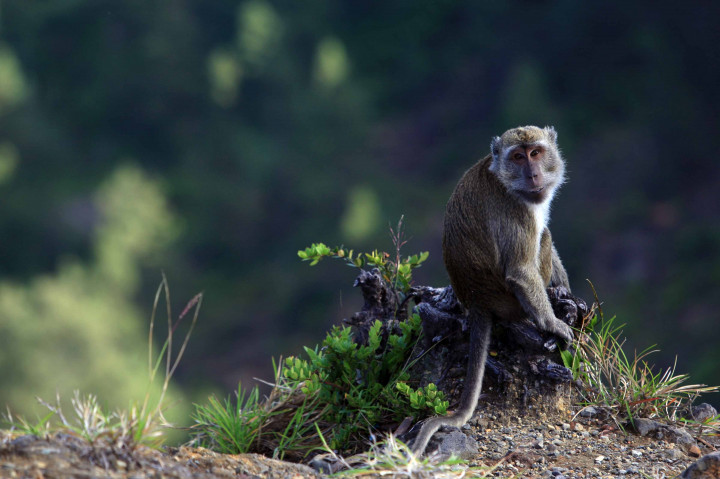 Sembilan Orang Terluka Diserang Monyet Liar