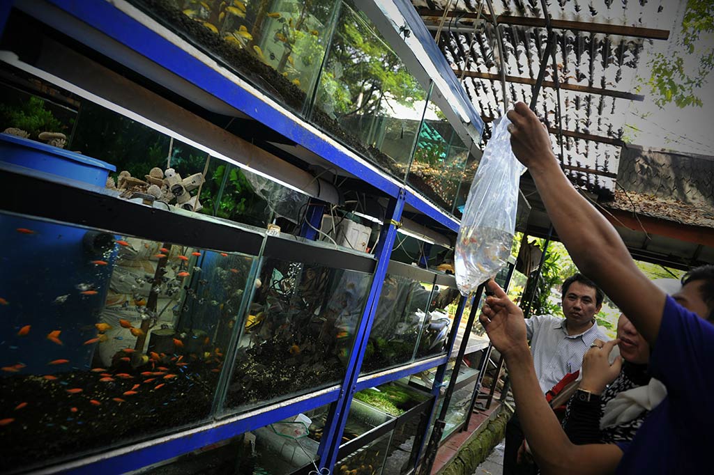 Ikan Hias jadi Andalan Ekspor Perikanan Nonkonsumsi Indonesia