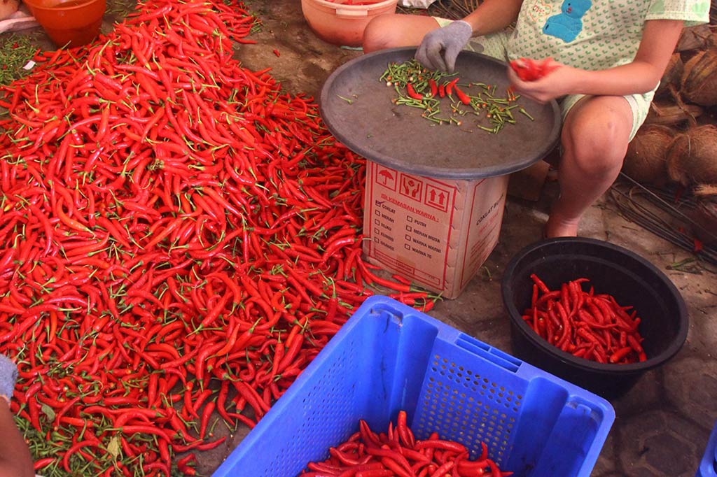 Harga Cabai Merah Besar Anjlok