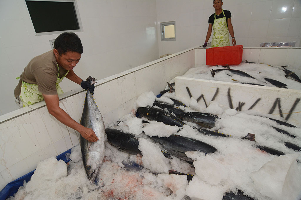 Ekspor Ikan Tuna