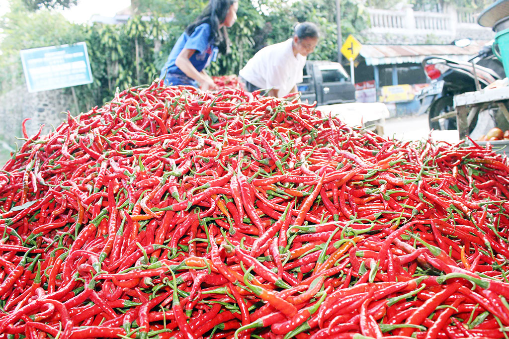 Harga Cabai Turun 