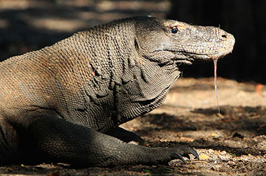 Polisi Hutan Diserang Komodo Hingga Pingsan