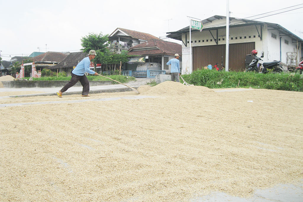 Harga Gabah di Temanggung Naik
