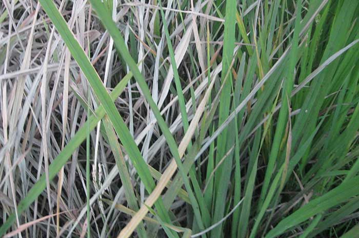 El Nino Basah, Petani Diminta Waspadai Hama Wereng