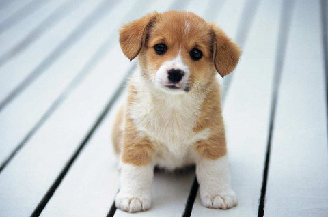 Kampanye Anjing Bukanlah Makanan Dimulai Dengan Petisi