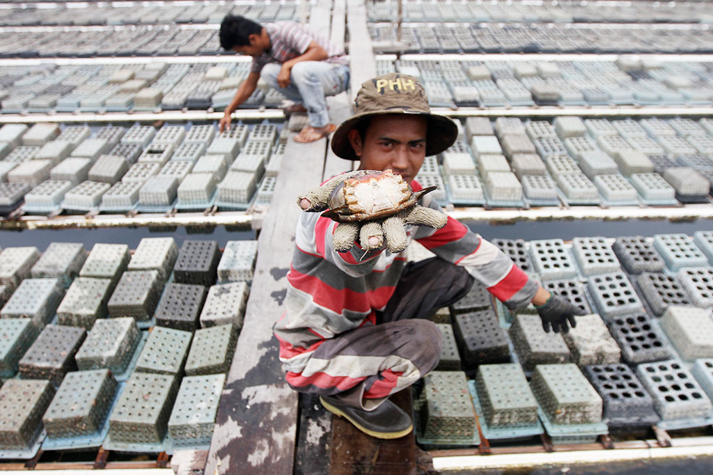 Kepiting Lunak Unggulan Aceh