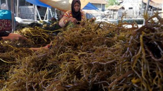 KKP Ajak Importir Kunjungi Lokasi Budidaya Rumput Laut