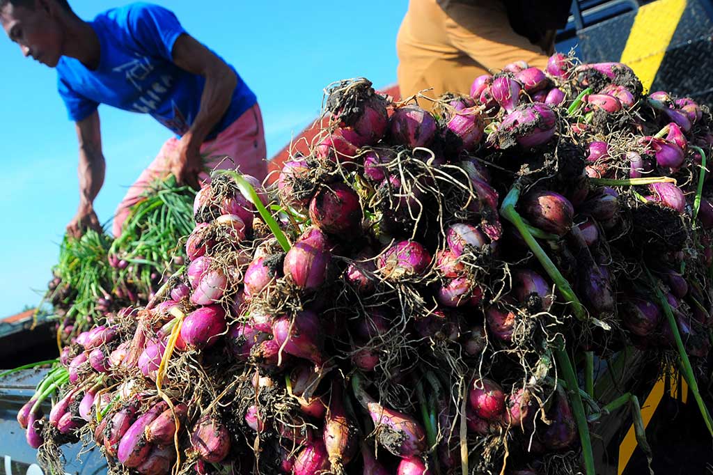 Panen Raya, Harga Bawang Merah Anjlok