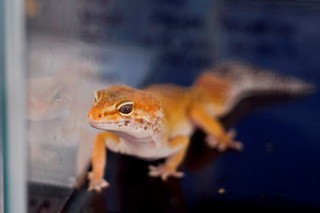 Ibu di Kupang Lahirkan Anak Tokek