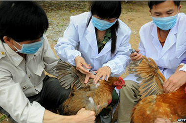 ​Daerah Rawan Flu Burung di Asia Dipetakan