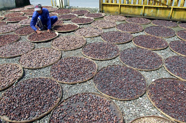 Ekspor Biji Pala Sumbang Devisa untuk Sulawesi Utara