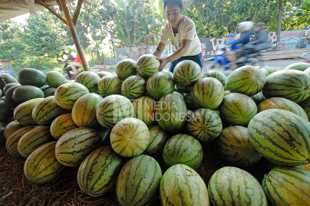 Bulan Puasa Penjualan Semangka Meningkat