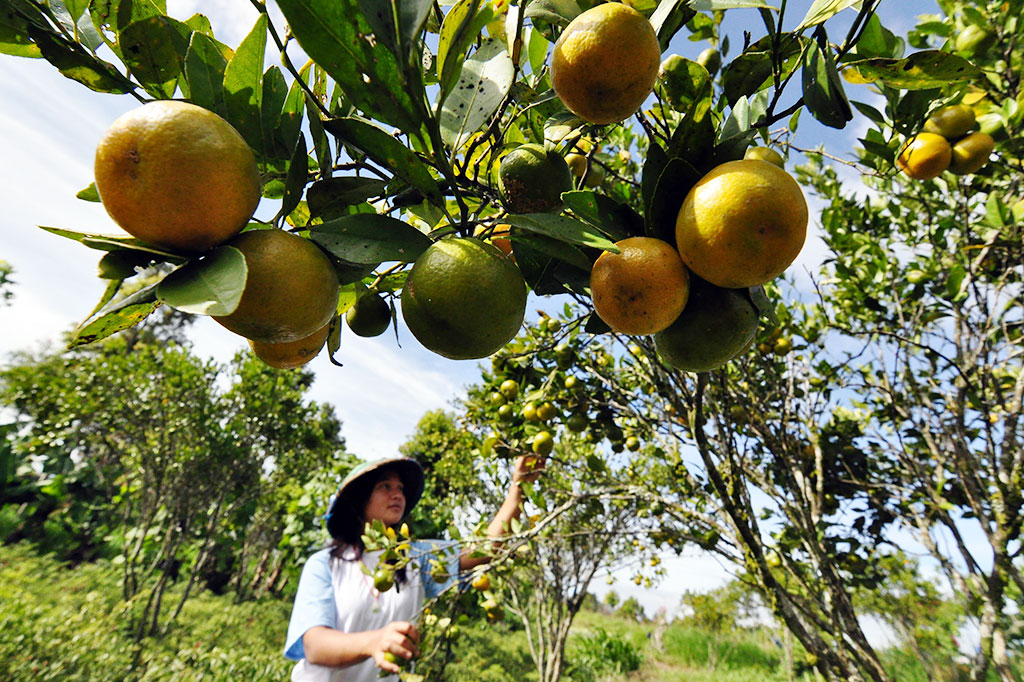 Permintaan Jeruk Meningkat di bulan Ramadan