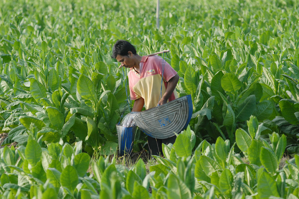 Produksi Tembakau di Pamekasan