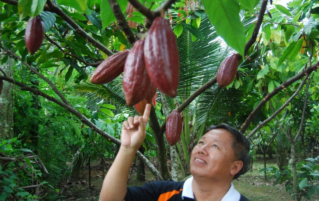 Tanaman kakao--MI/Amiruddin Abdullah 