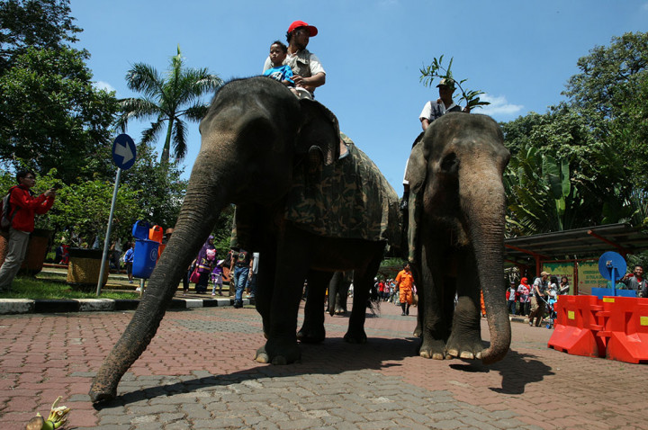 Gajah Tunggang Jadi Favorit Pengunjung Ragunan