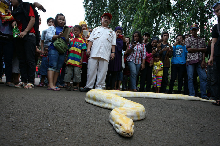 Pengunjung Taman Margasatwa Ragunan Capai 121.820 Orang